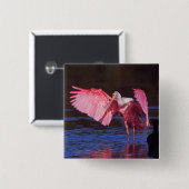 Roseate Spoonbill (Ajaia ajaja) mit Kormorant Button (Vorne & Hinten)