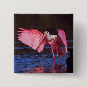 Roseate Spoonbill (Ajaia ajaja) mit Kormorant Button