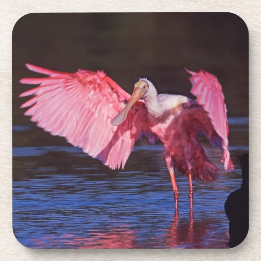 Roseate Spoonbill (Ajaia ajaja) mit Kormorant Getränkeuntersetzer (Vorderseite)