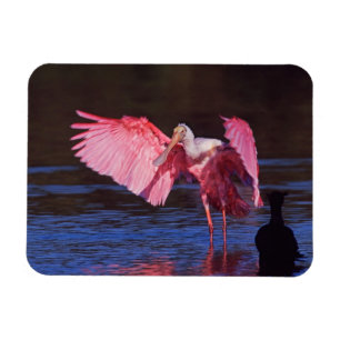Roseate Spoonbill (Ajaia ajaja) mit Kormorant Magnet