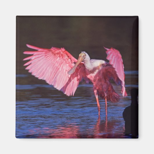 Roseate Spoonbill (Ajaia ajaja) mit Kormorant Magnet (Vorne)