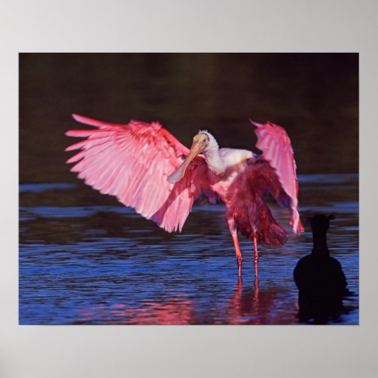 Roseate Spoonbill (Ajaia ajaja) mit Kormorant Poster (Vorne)
