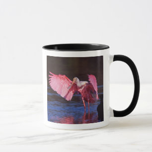 Roseate Spoonbill (Ajaia ajaja) mit Kormorant Tasse