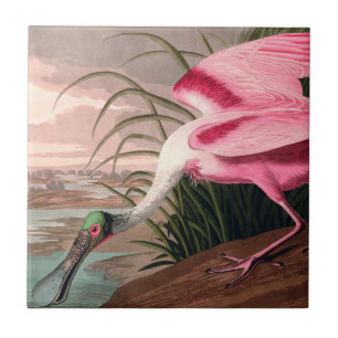 Roseate Spoonbill Audubon Bird Wildlife Fliese