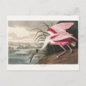 Roseate Spoonbill Audubon Bird Wildlife Painting Postkarte (Vorderseite)