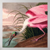 Roseate Spoonbill Audubon Bird Wildlife Poster (Vorne)