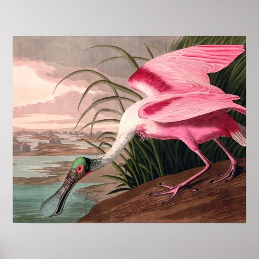 Roseate Spoonbill Audubon Bird Wildlife Poster (Vorne)