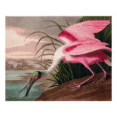 Roseate Spoonbill Audubon Bird Wildlife Poster (Vorderseite)