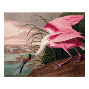 Roseate Spoonbill Audubon Bird Wildlife Poster