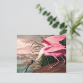 Roseate Spoonbill Audubon Bird Wildlife Postkarte (Stehend Vorderseite)