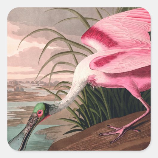 Roseate Spoonbill Audubon Bird Wildlife Quadratischer Aufkleber (Vorderseite)