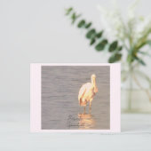 Roseate Spoonbill Bird Foto Postcard Postkarte (Stehend Vorderseite)