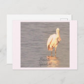 Roseate Spoonbill Bird Foto Postcard Postkarte (Vorne/Hinten)