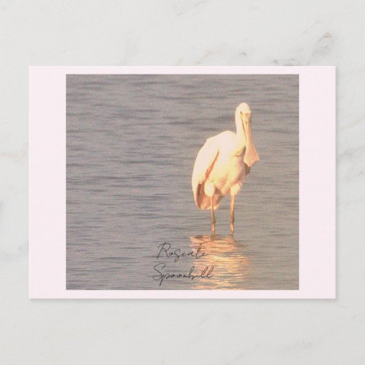 Roseate Spoonbill Bird Foto Postcard Postkarte (Vorderseite)