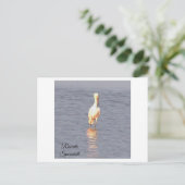 Roseate Spoonbill Bird Foto Postcard Postkarte (Stehend Vorderseite)