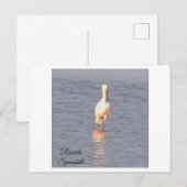 Roseate Spoonbill Bird Foto Postcard Postkarte (Vorne/Hinten)