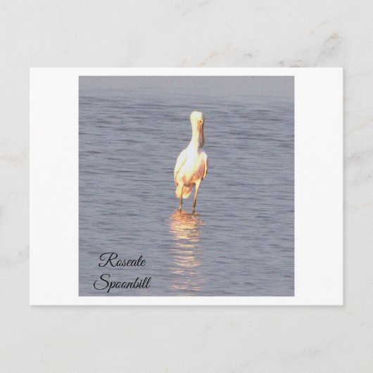 Roseate Spoonbill Bird Foto Postcard Postkarte (Vorderseite)