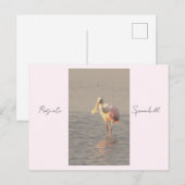 Roseate Spoonbill Bird Foto Postcard Postkarte (Vorne/Hinten)