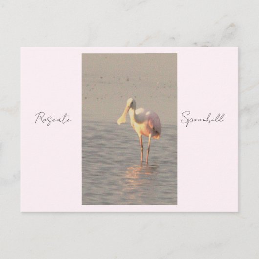 Roseate Spoonbill Bird Foto Postcard Postkarte (Vorderseite)