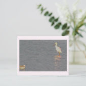 Roseate Spoonbill Bird Postcard Postkarte (Stehend Vorderseite)