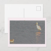Roseate Spoonbill Bird Postcard Postkarte (Vorne/Hinten)