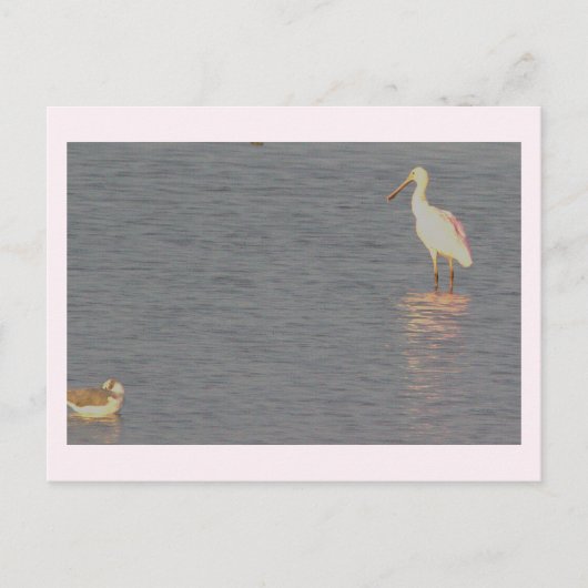 Roseate Spoonbill Bird Postcard Postkarte (Vorderseite)