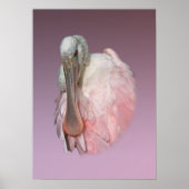 Roseate Spoonbill Bird Poster (Vorne)