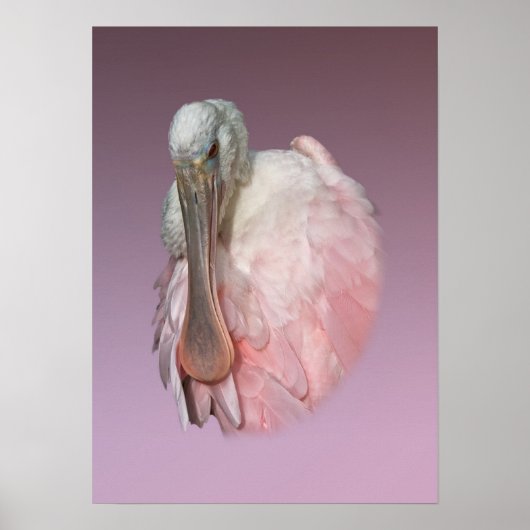 Roseate Spoonbill Bird Poster (Vorne)
