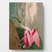 Roseate Spoonbill Birds of America Audubon Print Fotoplatte (Vorderseite)