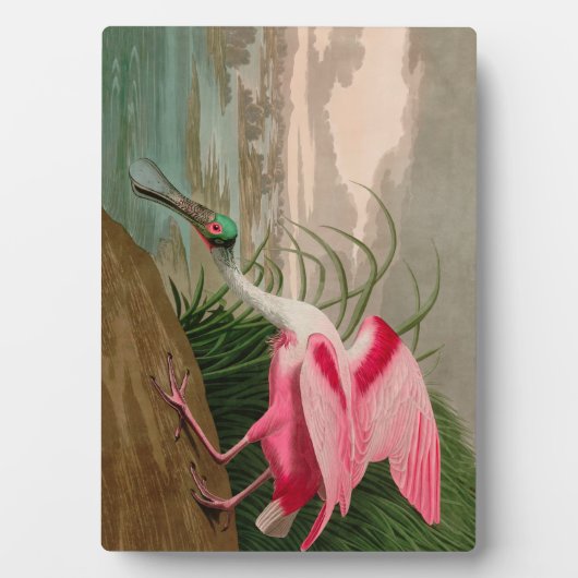 Roseate Spoonbill Birds of America Audubon Print Fotoplatte (Vorderseite)