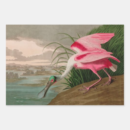 Roseate Spoonbill Birds of America Audubon Print Geschenkpapier Set (Vorderseite 3)