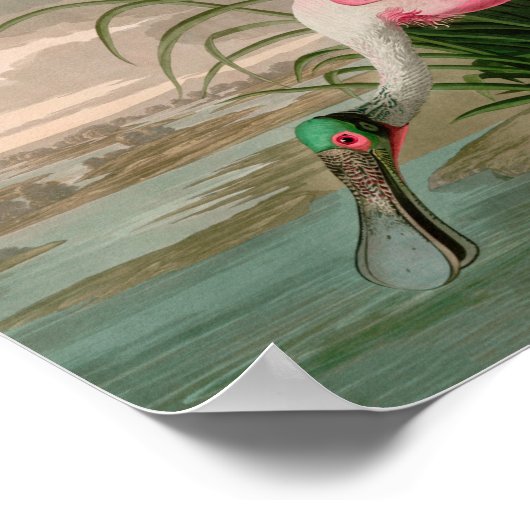 Roseate Spoonbill Birds of America Audubon Print Poster (Ecke)