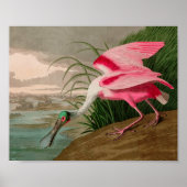 Roseate Spoonbill Birds of America Audubon Print Poster (Vorne)