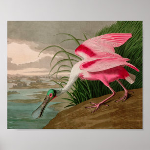 Roseate Spoonbill Birds of America Audubon Print Poster