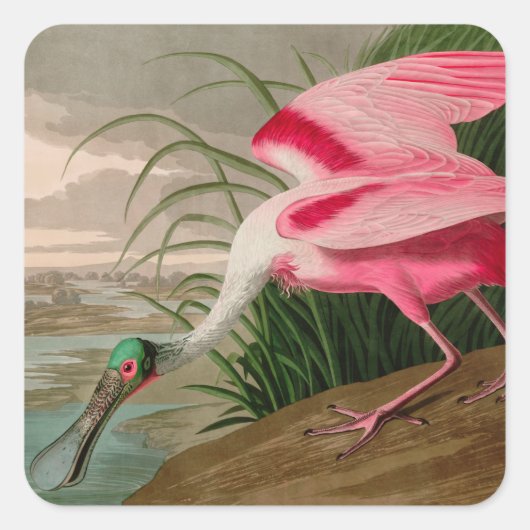 Roseate Spoonbill Birds of America Audubon Print Quadratischer Aufkleber (Vorderseite)
