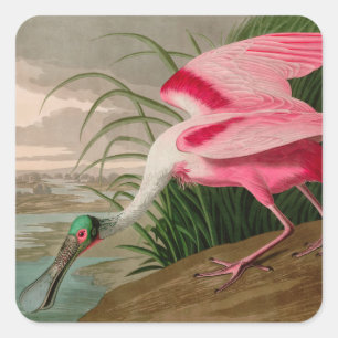 Roseate Spoonbill Birds of America Audubon Print Quadratischer Aufkleber