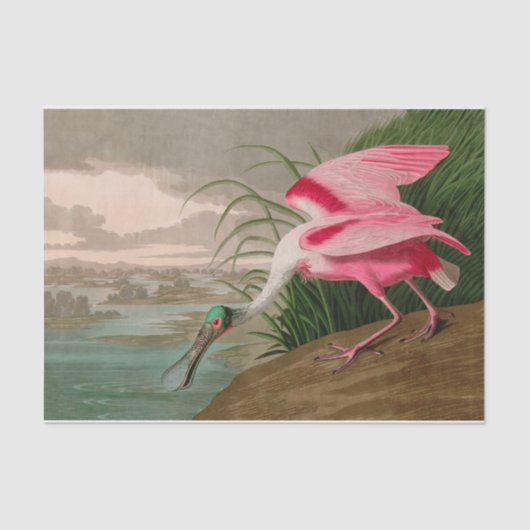 Roseate Spoonbill Birds of America Audubon Print Seidenpapier (Vorderseite)