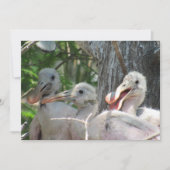 Roseate Spoonbill Chicks Flat Card (Vorderseite)