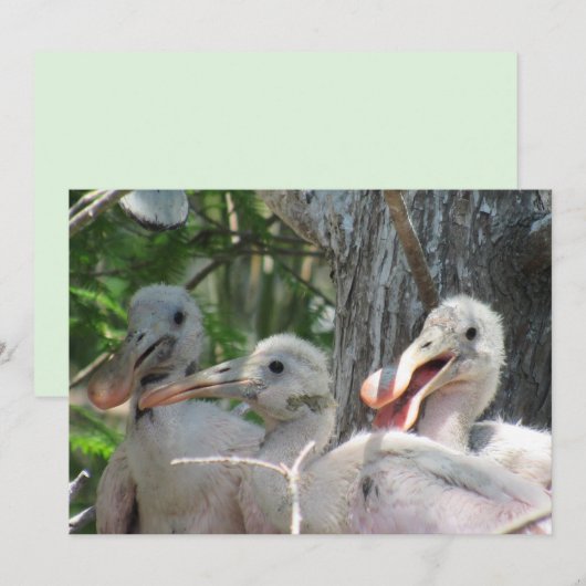 Roseate Spoonbill Chicks Flat Card (Vorne/Hinten)