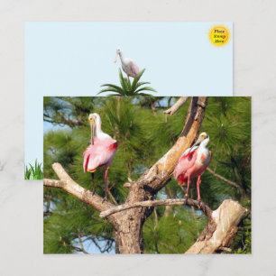 Roseate Spoonbill - Florida Bird Postcard Postkarte