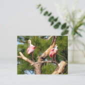 Roseate Spoonbill - Florida Bird Postcard Postkarte (Stehend Vorderseite)