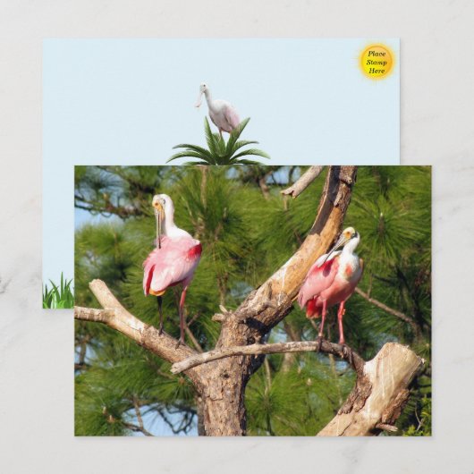 Roseate Spoonbill - Florida Bird Postcard Postkarte (Vorne/Hinten)