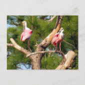 Roseate Spoonbill - Florida Bird Postcard Postkarte (Vorderseite)