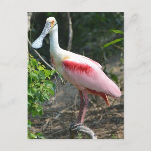 Roseate Spoonbill High Island Texas Postkarte (Vorderseite)