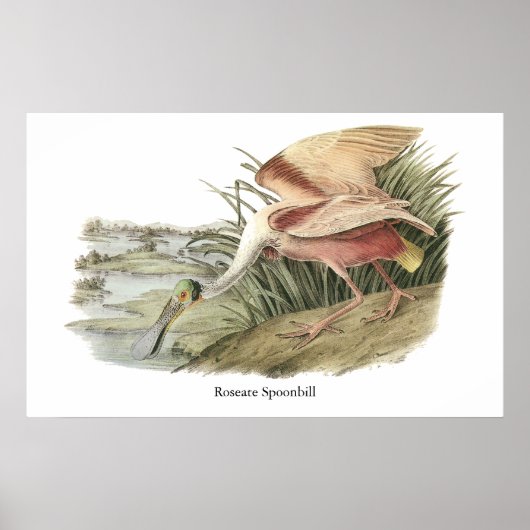 Roseate Spoonbill, John Audubon Poster (Vorne)