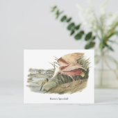 Roseate Spoonbill, John Audubon Postkarte (Stehend Vorderseite)