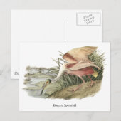 Roseate Spoonbill, John Audubon Postkarte (Vorne/Hinten)