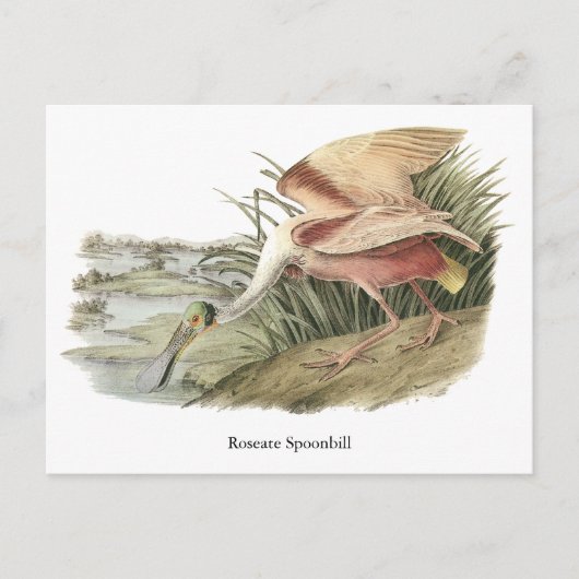 Roseate Spoonbill, John Audubon Postkarte (Vorderseite)