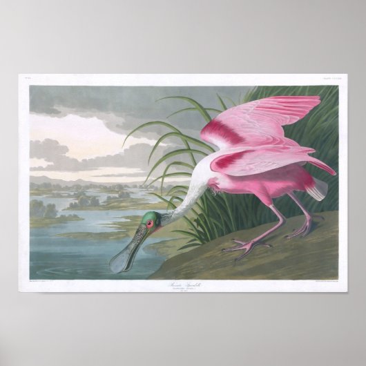 Roseate Spoonbill, John James Audubon Fine Art Poster (Vorne)