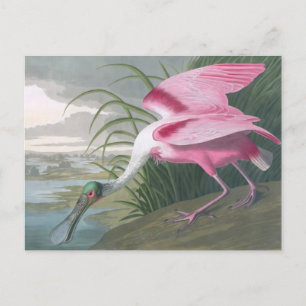 Roseate Spoonbill, John James Audubon Fine Art Postkarte